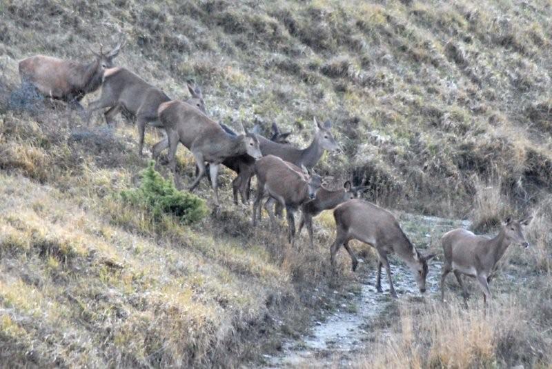 PASSIONE PER IL CERVO